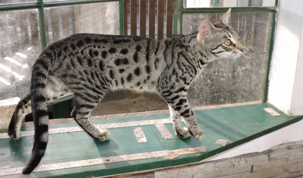 How to identify a Savannah cat | catplanning.com