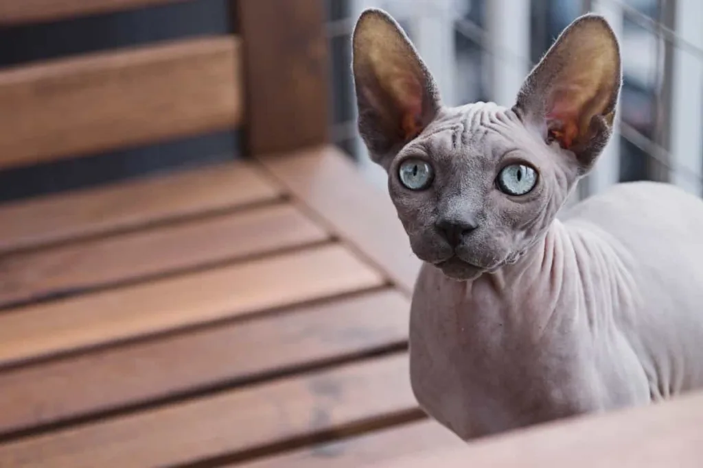 Importance of the training and exercise of Peterbald cats | catplanning.com