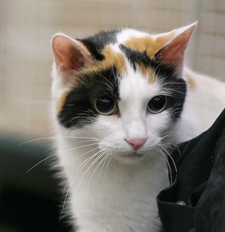 Japanese Bobtail cat | catplanning.com