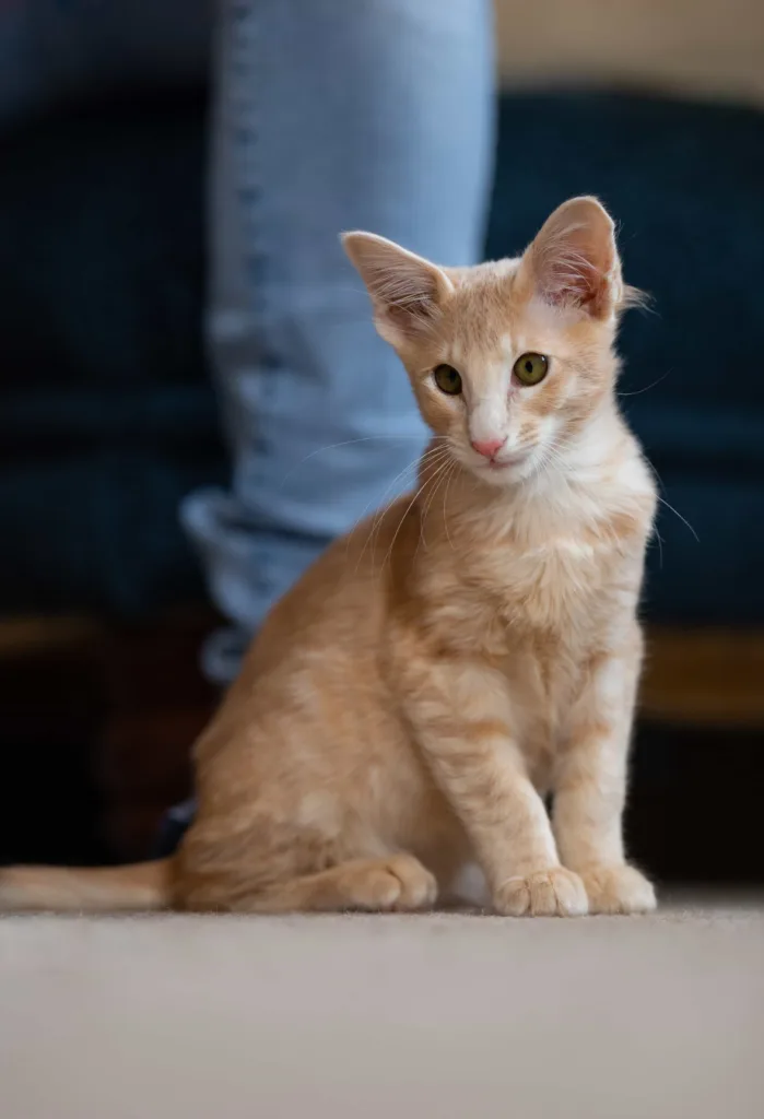 Oriental Longhair cat | catplanning.com