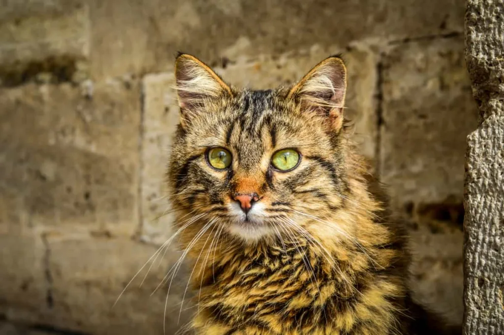 Origin of the American Bobtail breed | catplanning.com