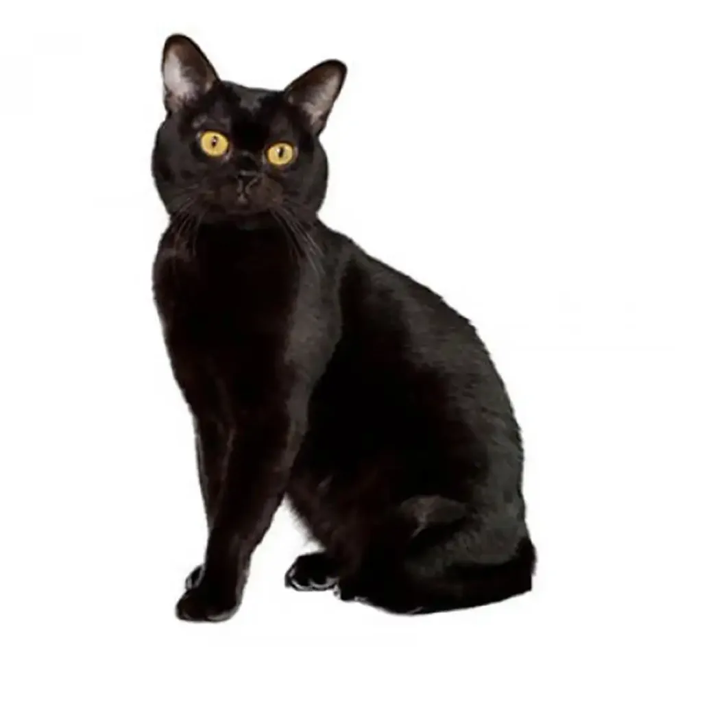 Origin of the Bombay cat breed | catplanning.com