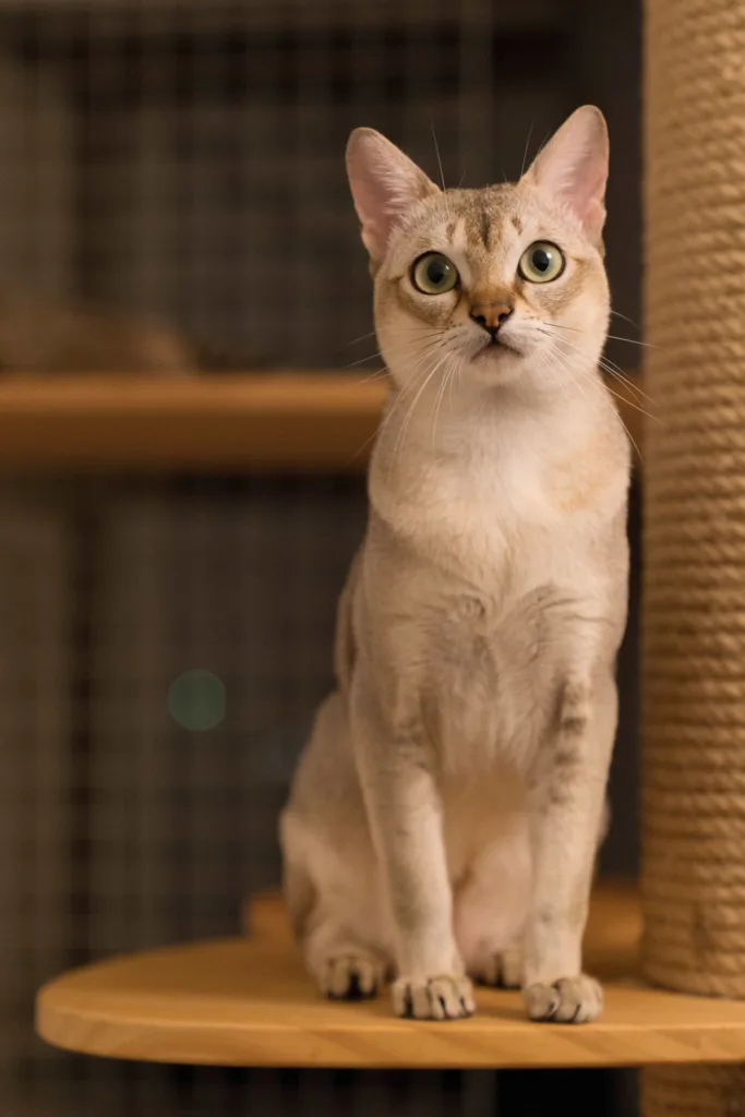 Origin of the Singapura cat breed | catplanning.com