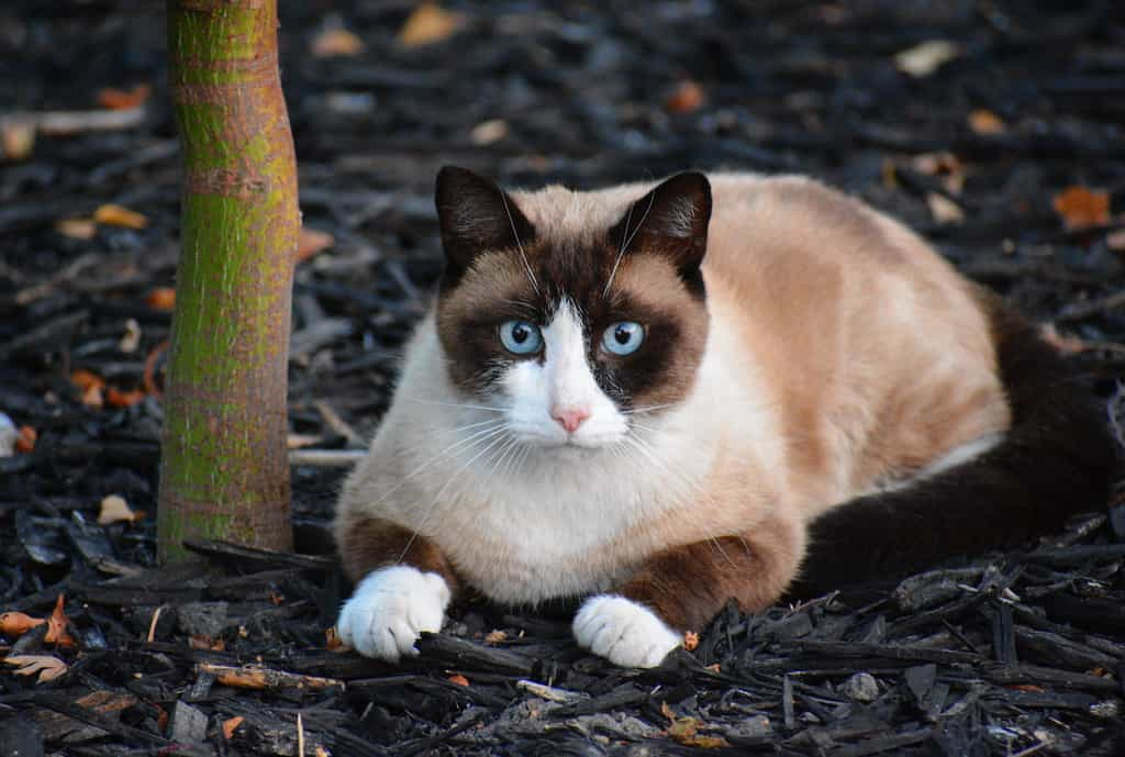 Origin of the Snowshoe cat breed | catplanning.com