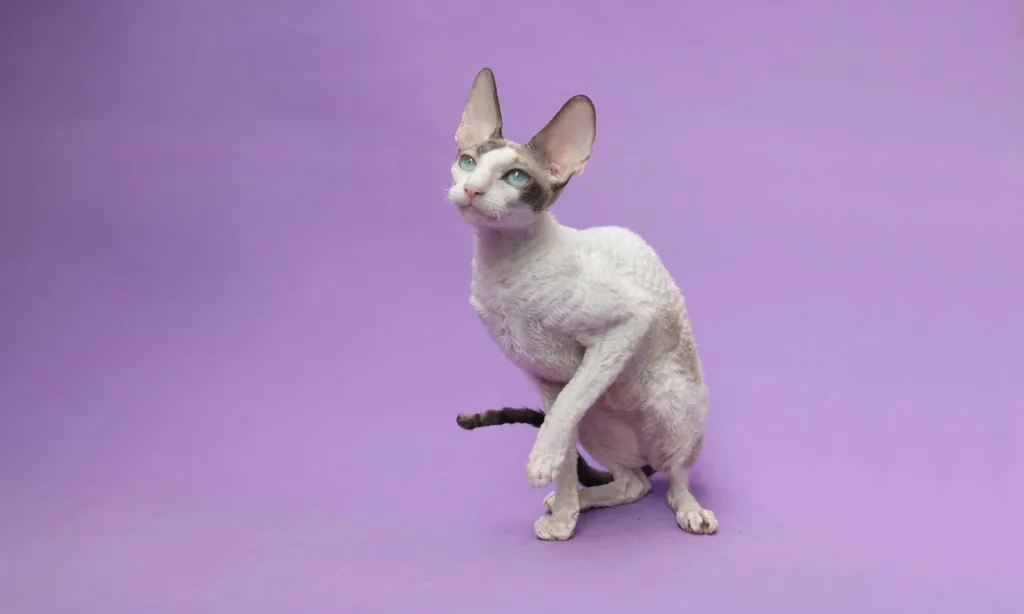 Cornish REX cat | catplanning.com