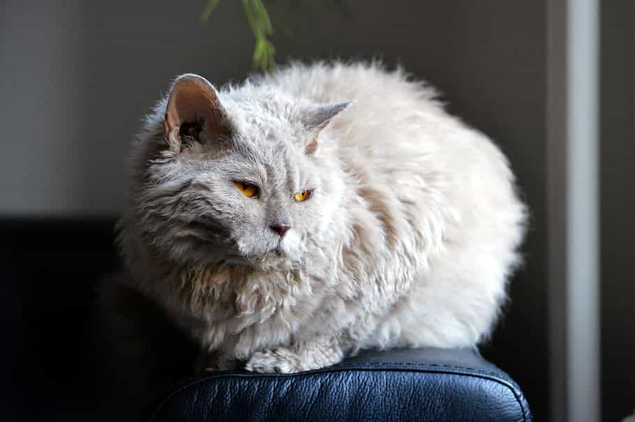 Origin of the breed- Selkirk Rex | catplanning.com