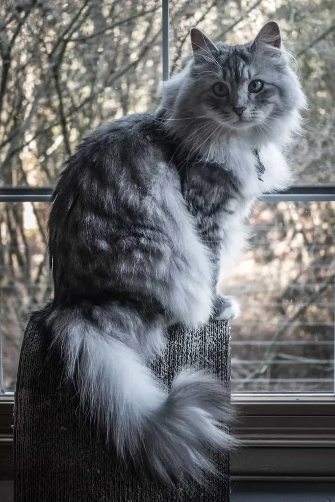 Origin of the breed- Siberian cat | catplanning.com