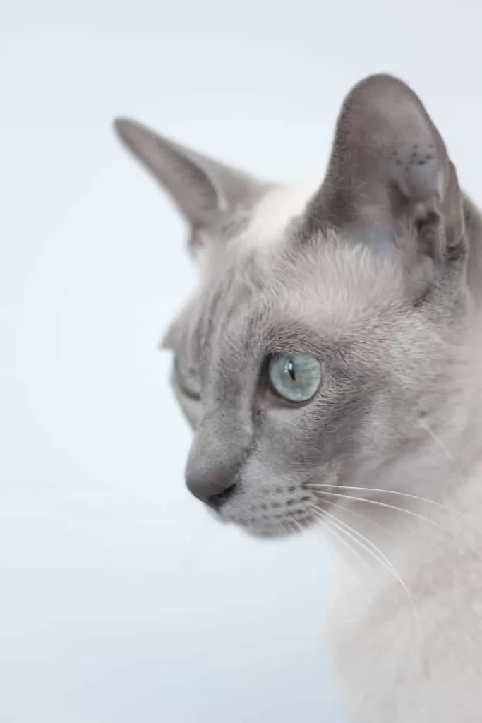 Origin of the breed- Tonkinese cat | catplanning.com