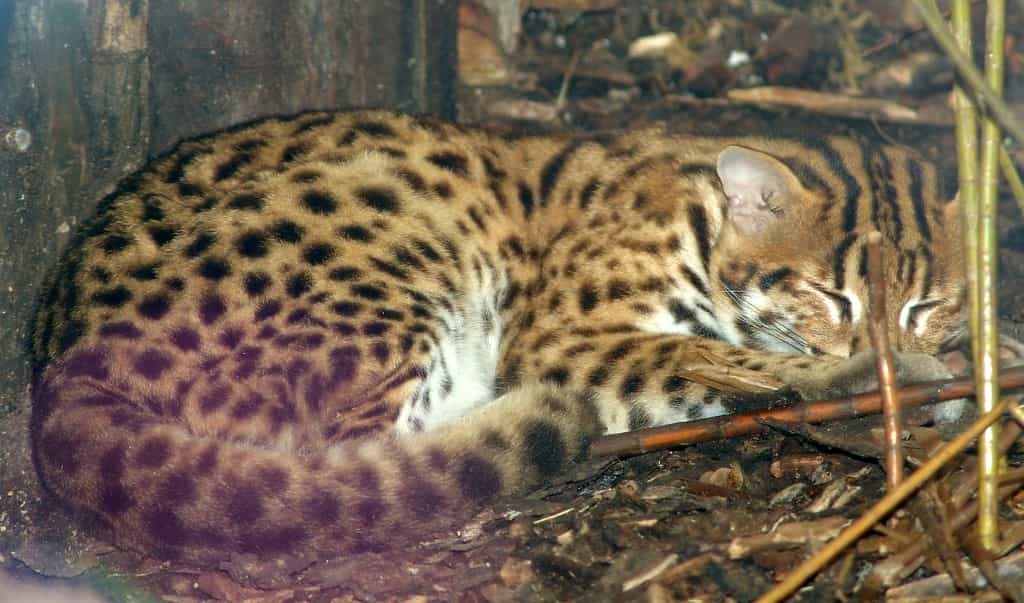 Reproduction and development of the Asian Leopard cats | catplanning.com