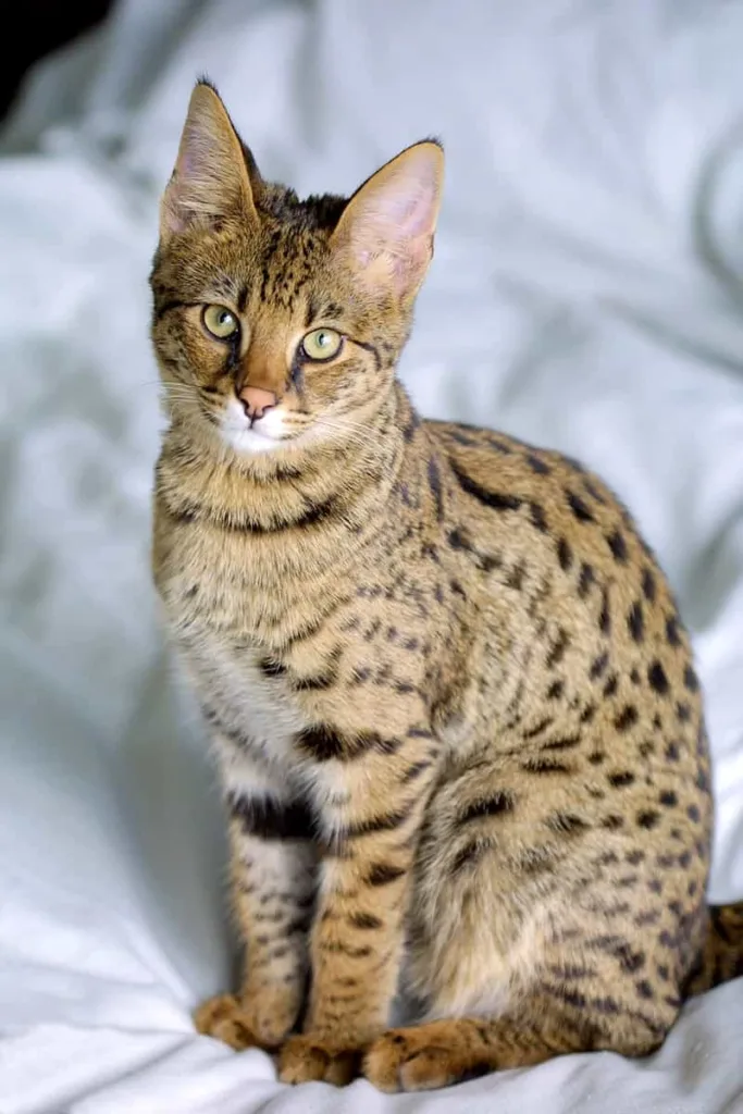 Savannah cat | catplanning.com