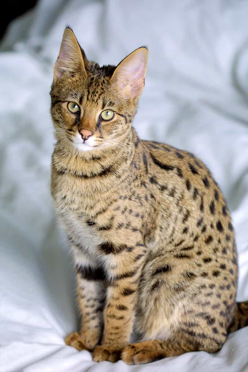 Looking For The Perfect Pet? Discover The Savannah Cat Now!