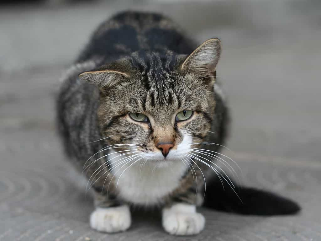 Scientists reveal how Tabby cats get their distinctive stripes | catplanning.com