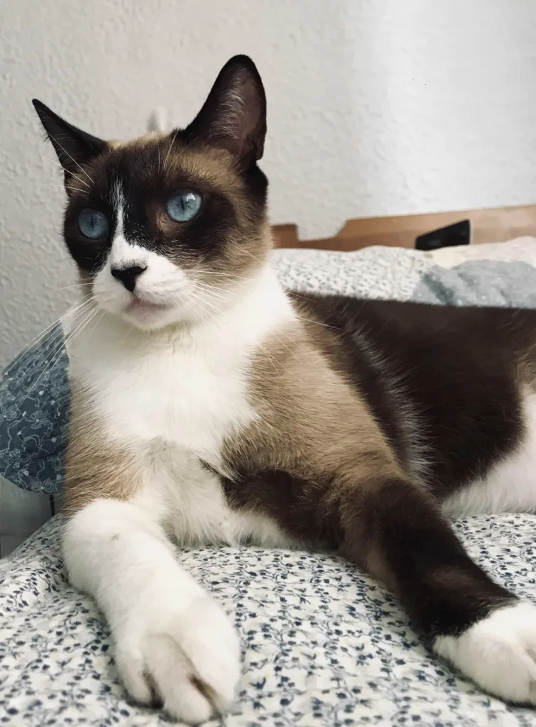 Snowshoe cat | catplanning.com