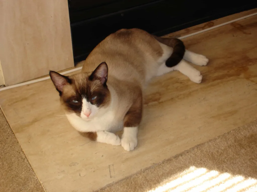 Snowshoe cat | catplanning.com