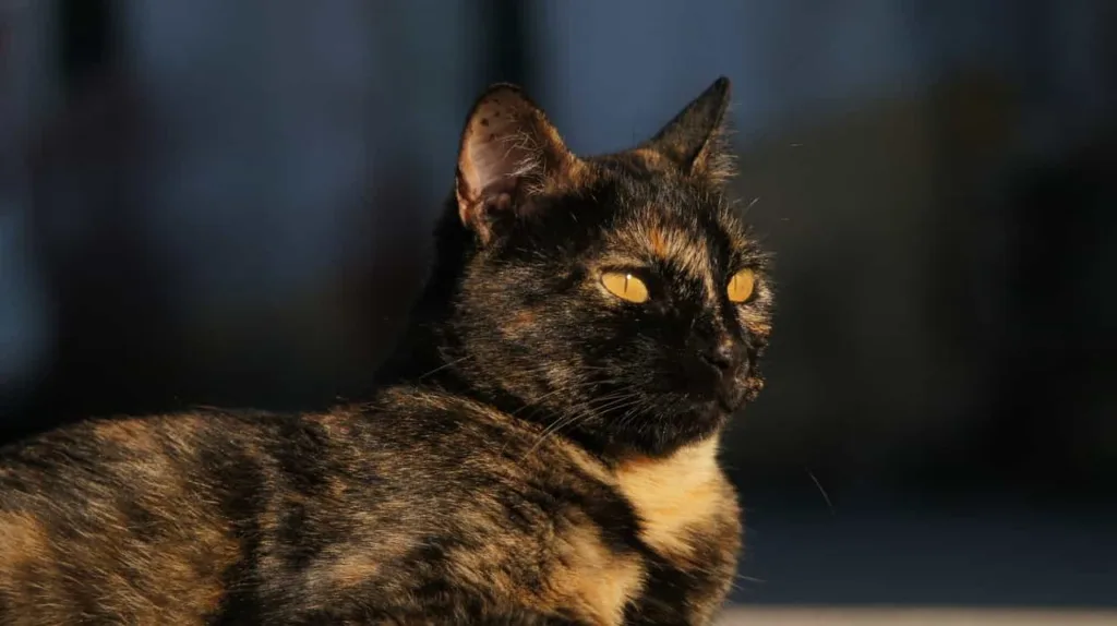 Some essentials to increase of your Tortoiseshell | catplanning.com