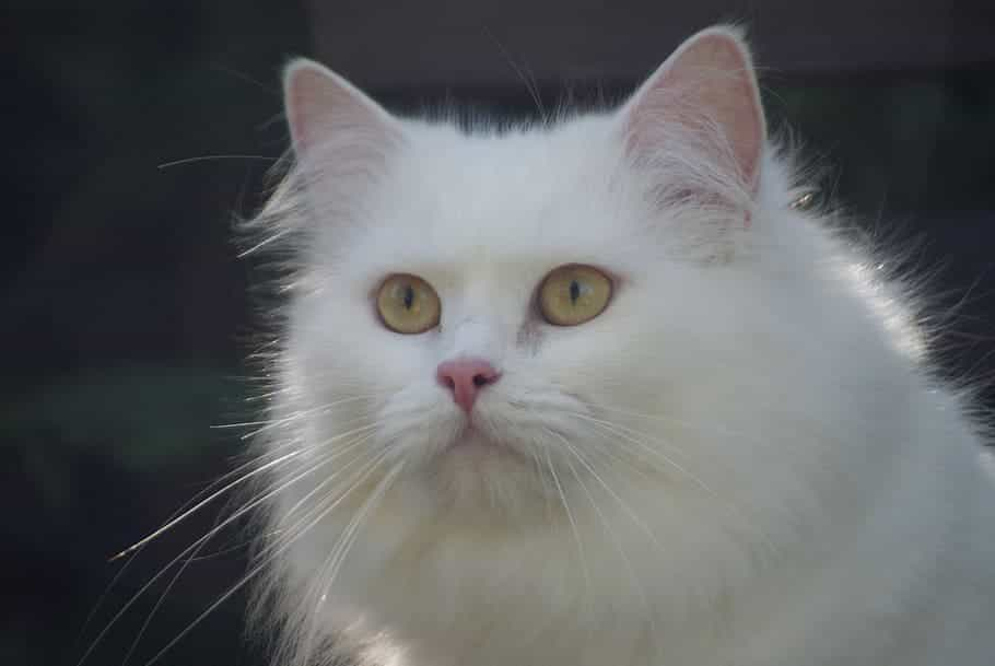 Domestic Longhair cat | catplanning.com