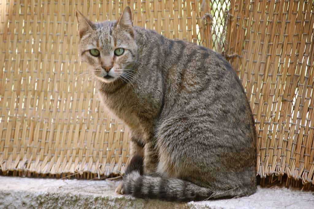 Some facts about the Egyptian Mau cat breed | catplanning.com