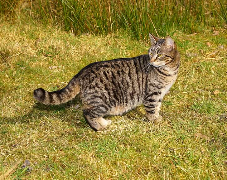 Some fascinating facts about Tabby cats | catplanning.com