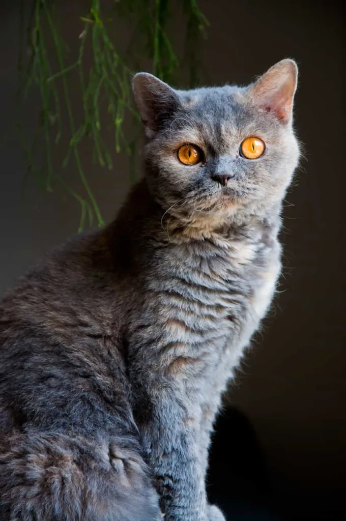 Some myths and facts about the Selkirk Rex cat breed | catplanning.com