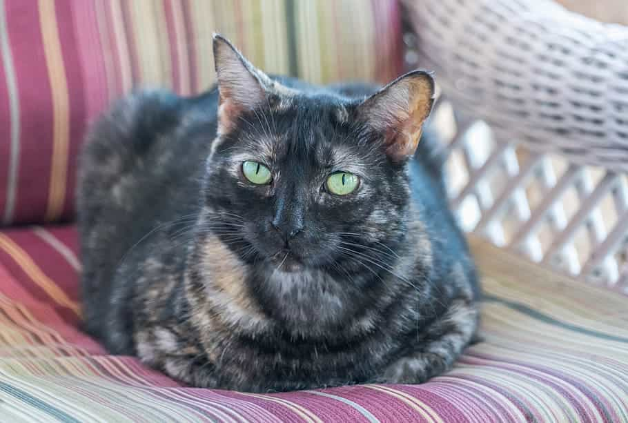 Taking care of your Tortoiseshell cat health and problems | catplanning.com