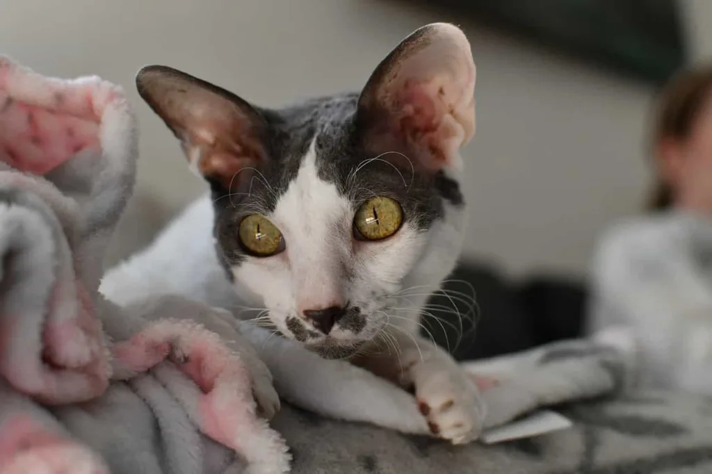 Temperament and nature of Cornish Rex | catplanning.com