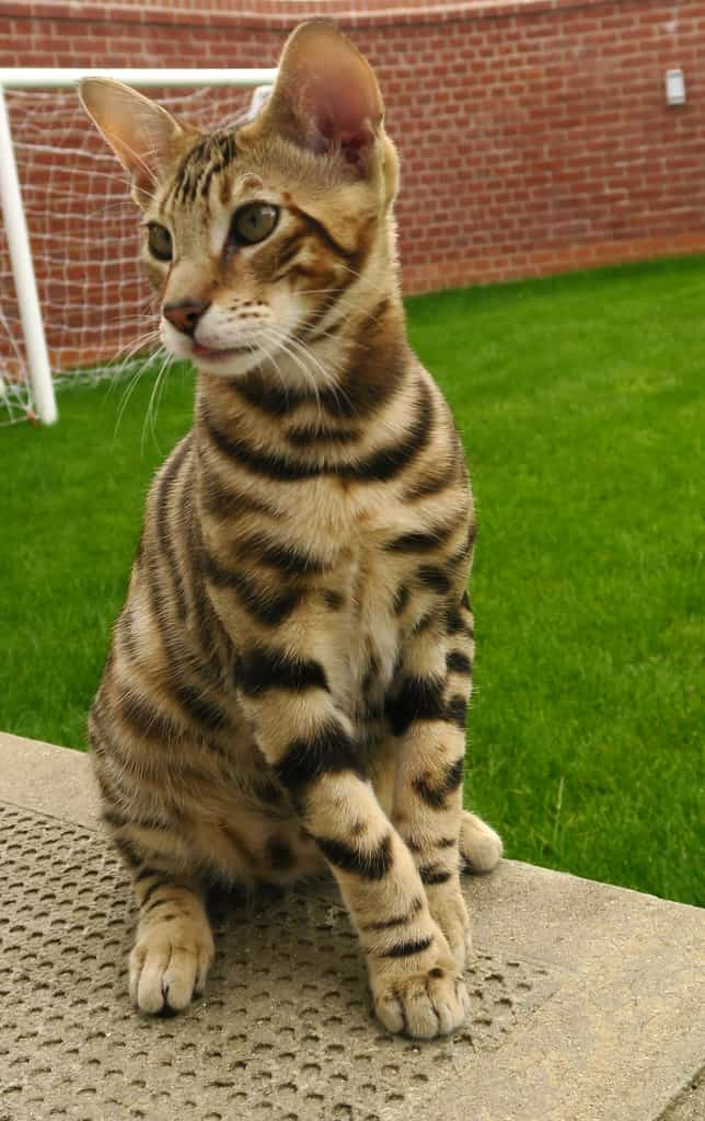 Temperament and nature of Toyger breed | catplanning.com