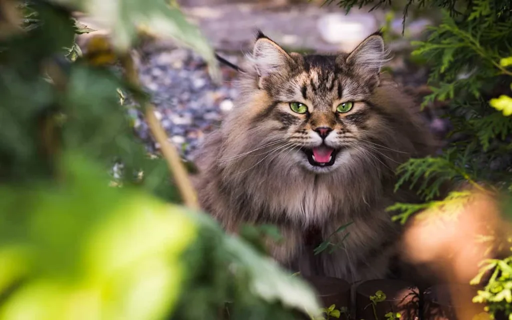 Temperament and nature of the Siberian cats | catplanning.com