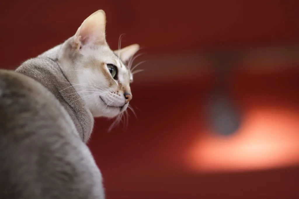 Temperament and nature of the Singapura cat breed | catplanning.com