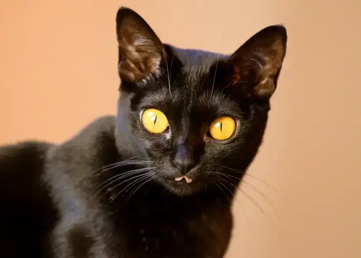 Temperament and nature of the breed- Bombay cat | catplanning.com