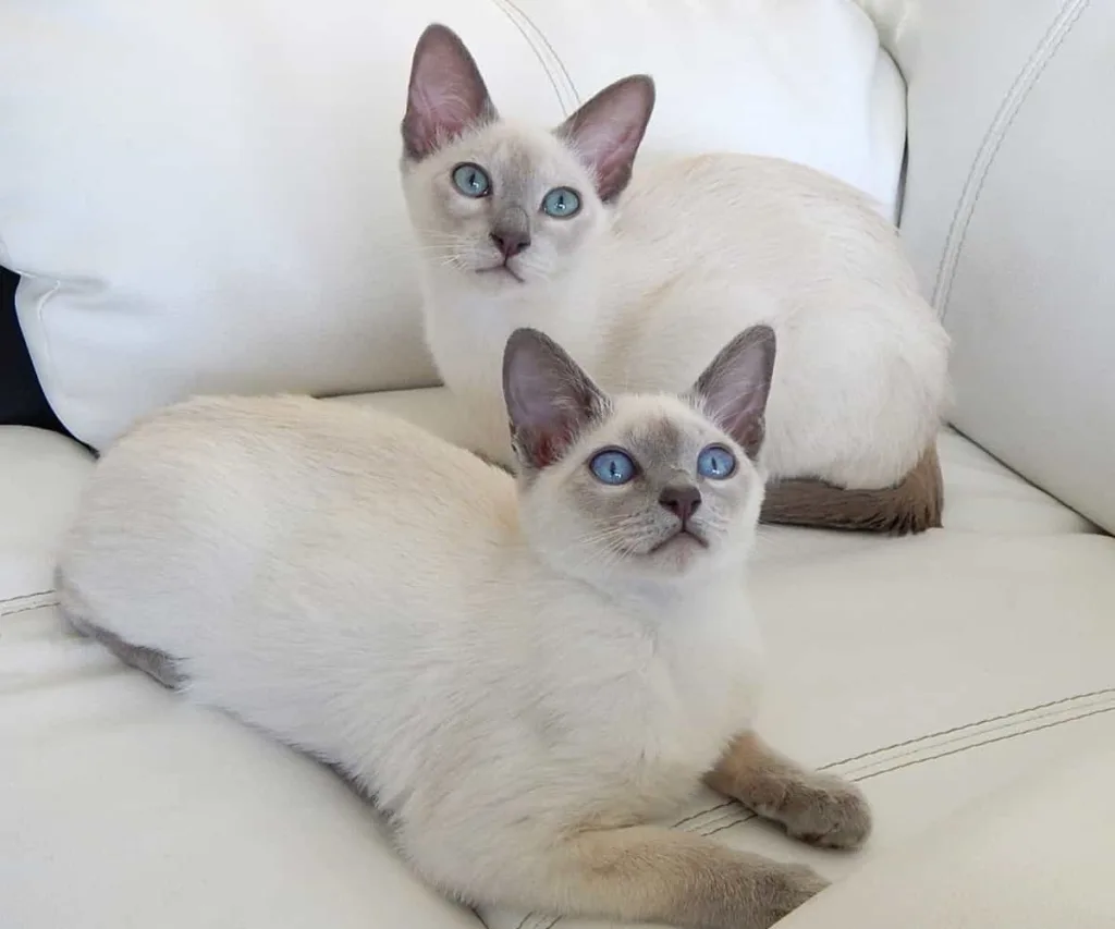 The Breed specialty of the Tonkinese cat | catplanning.com