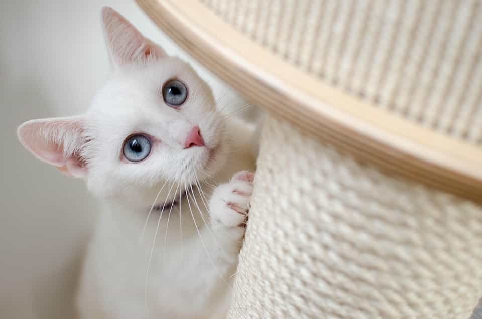 Differences between Albino cat and White cat | catplanning.com