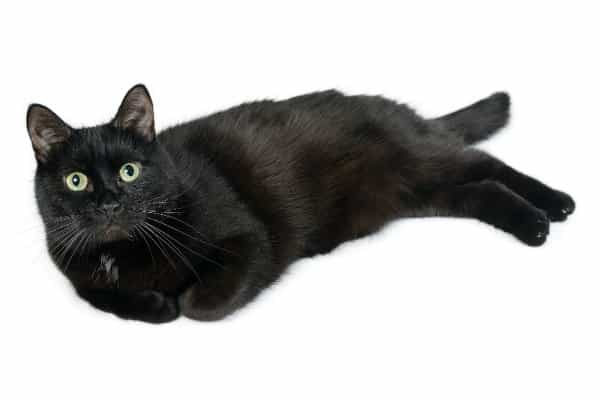 The appearance of Bombay cats | catplanning.com