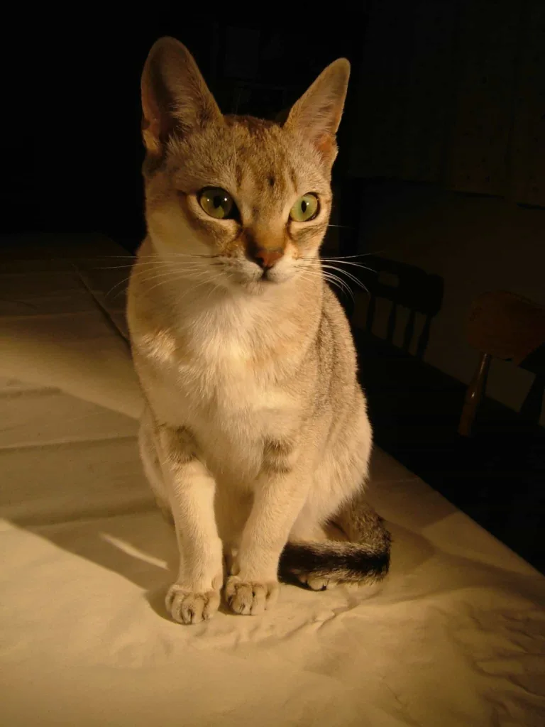 The appearance of Singapura cats | catplanning.com