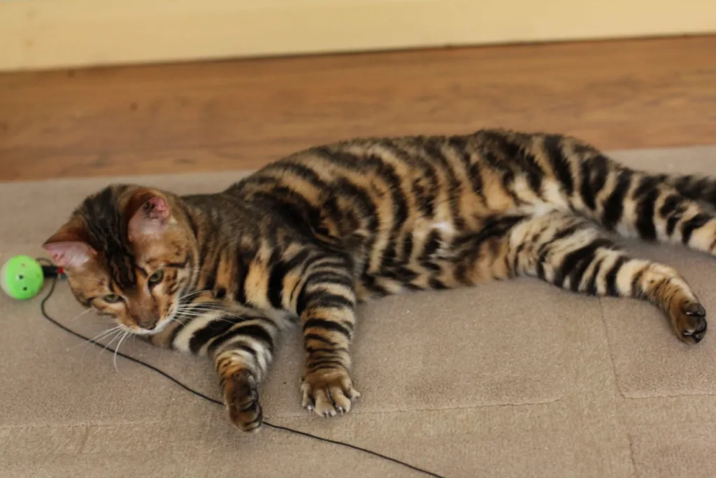 The appearance of Toyger cats | catplanning.com