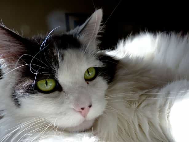 Caring, grooming, exercising, and training for the American Longhair cat | catplanning.com