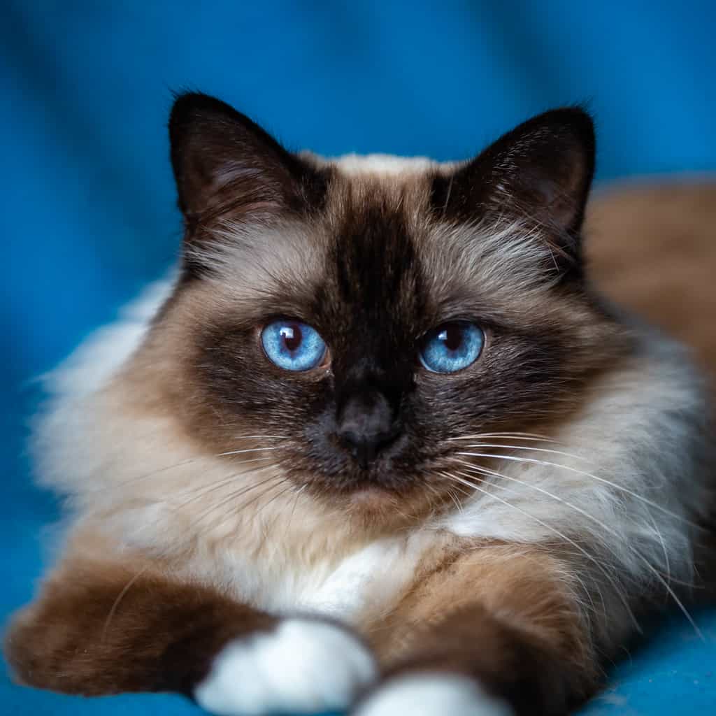 Is Birman Cat A Good Cat Breed? Find Out Now