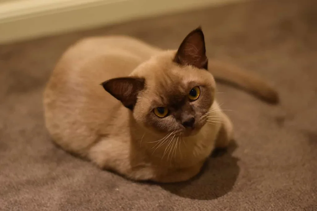 The appearance of the Burmese cats | catplanning.com