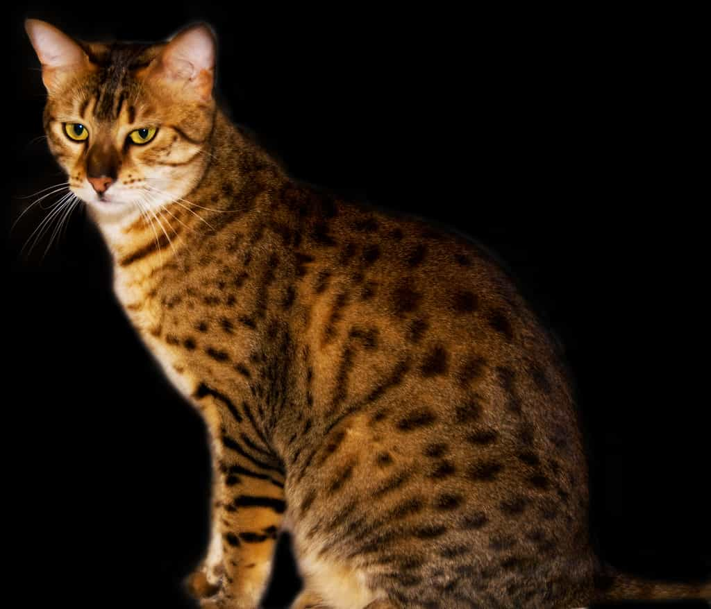 The appearance of the Egyptian Mau cat breed | catplanning.com