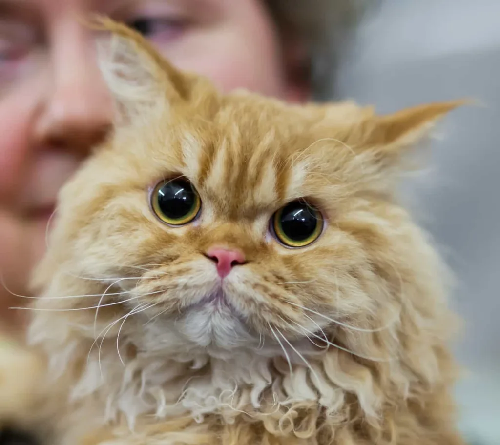 The appearance of the Selkirk Rex cat breed | catplanning.com