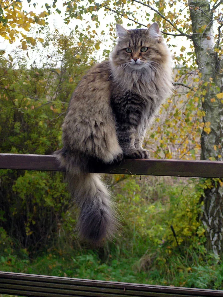 Siberian cat | catplanning.com