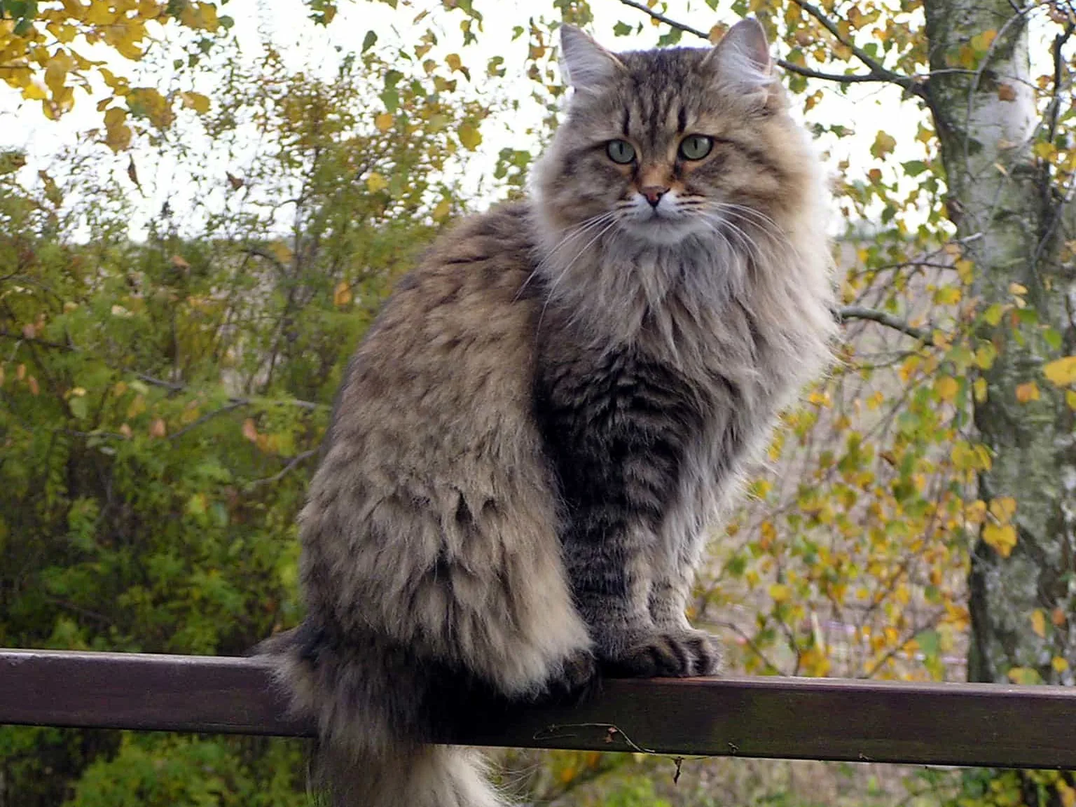 Siberian cat | catplanning.com