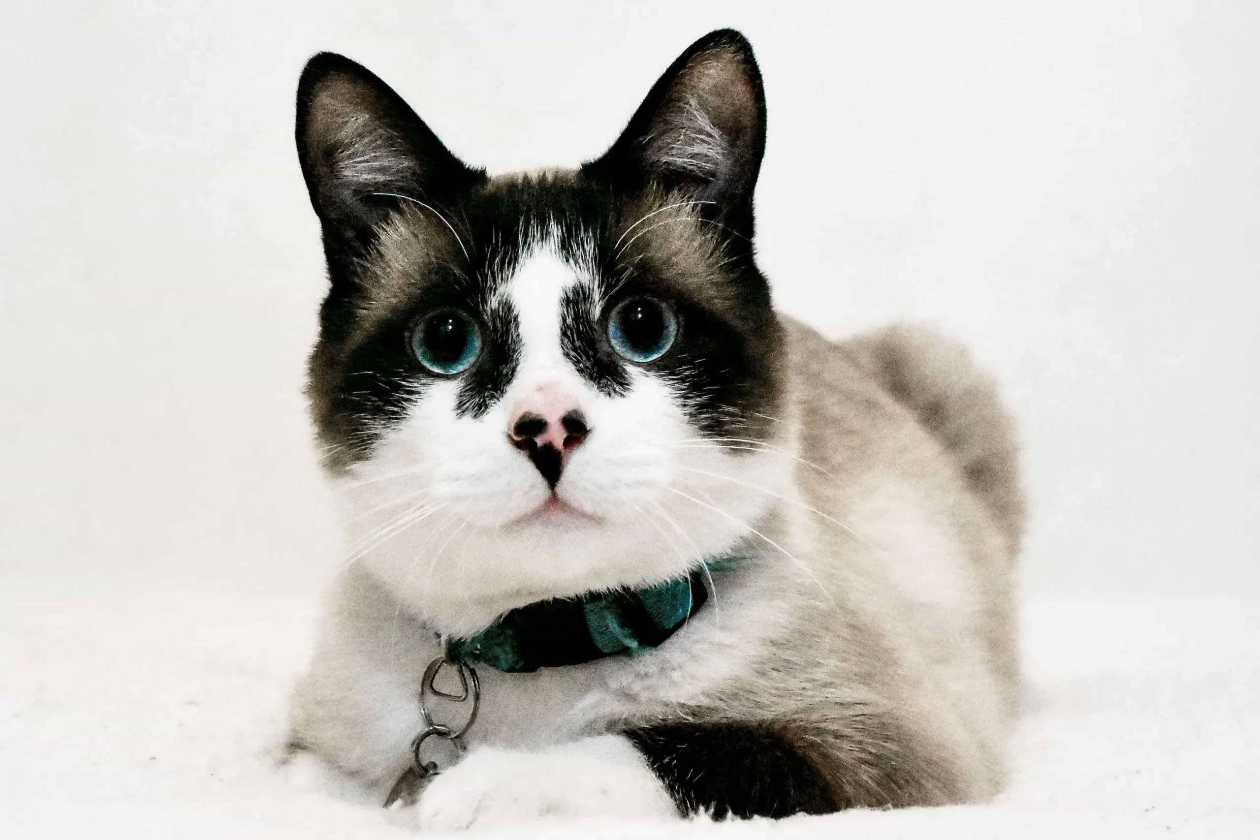 The appearance of the Snowshoe cat | catplanning.com