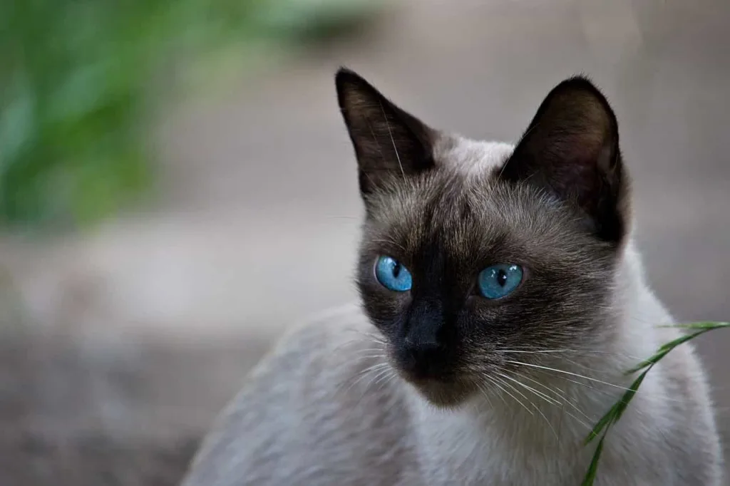 The appearance of the Tonkinese cat | catplanning.com