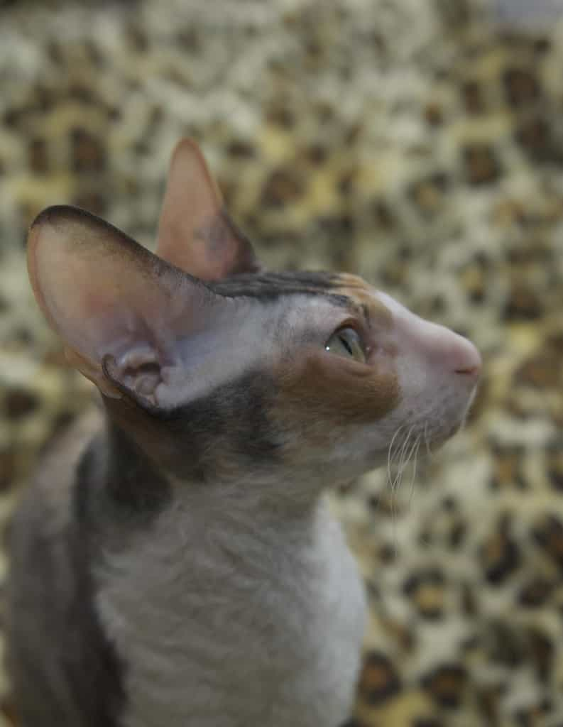 The appearance of the breed-Cornish Rex | catplanning.com