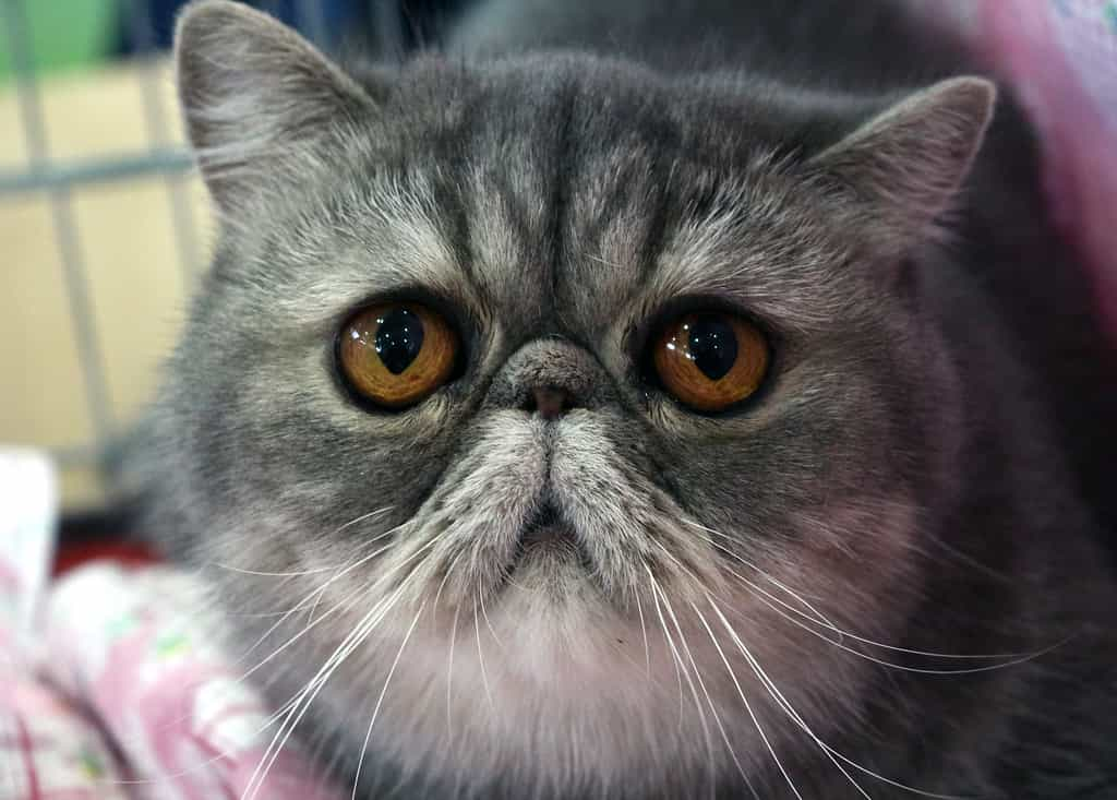 The appearance of the breed- Exotic Shorthair | catplanning.com