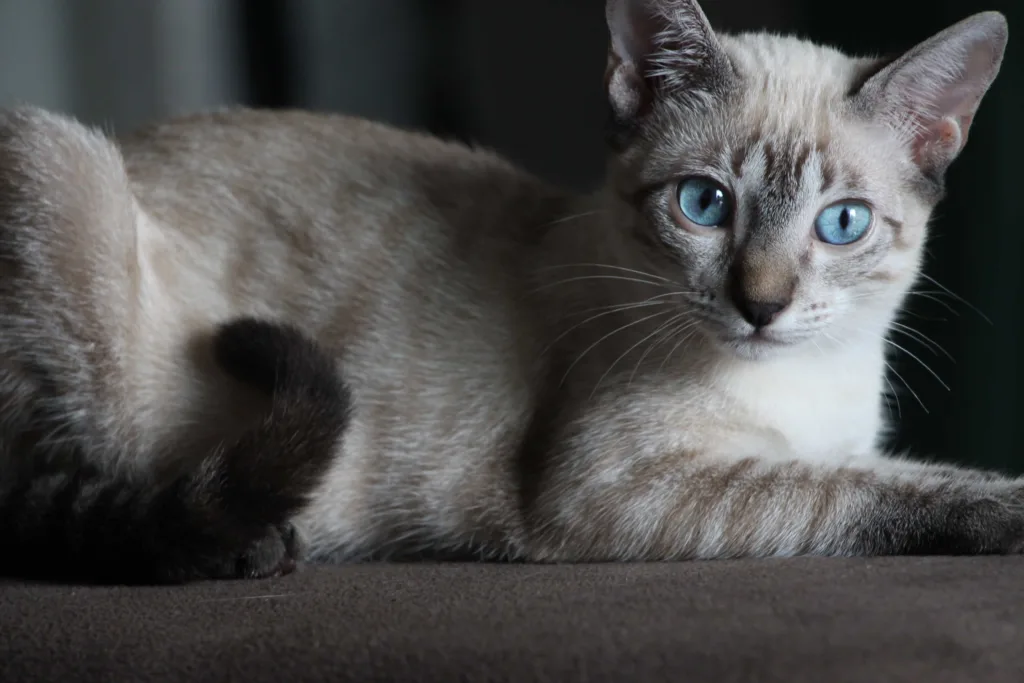 Some facts about the Colorpoint Shorthair cat breed | catplanning.com