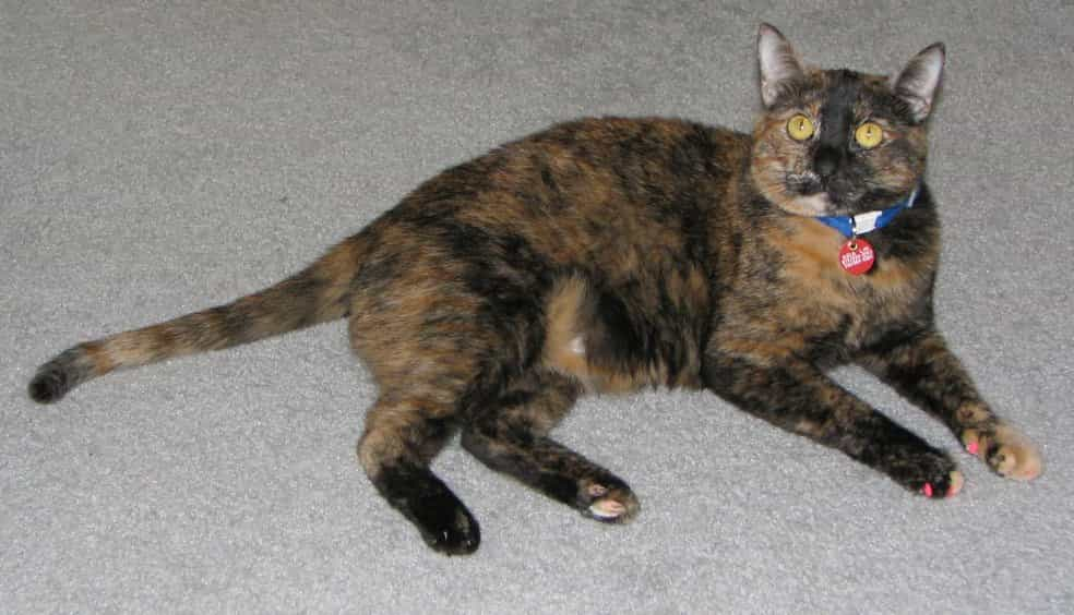 The lifespan of a Tortoiseshell cat | catplanning.com