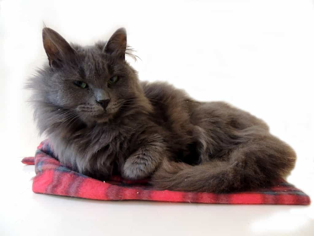 The origin of the American Longhair cat | catplanning.com