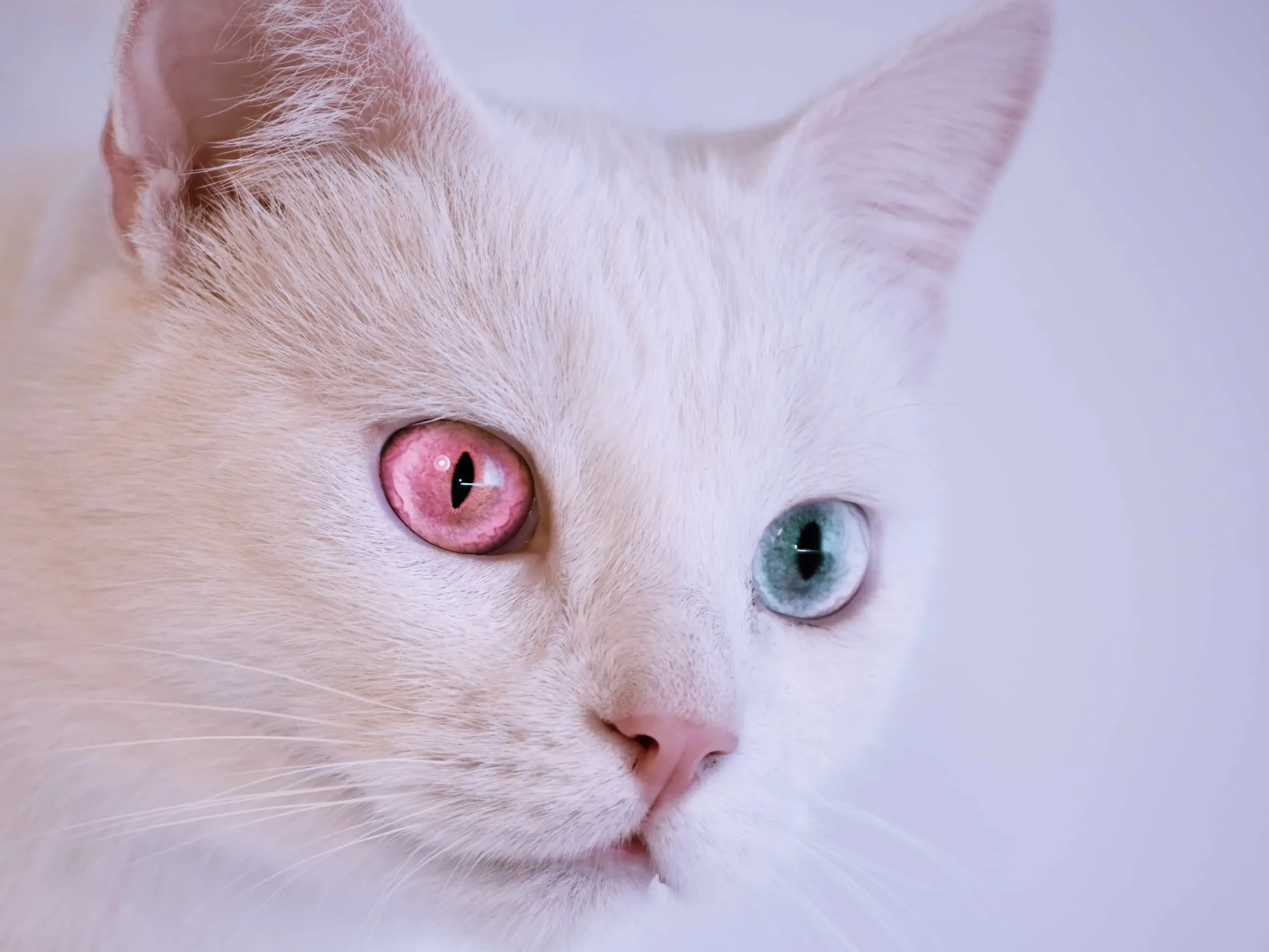 The specialties of Albino cats | catplanning.com