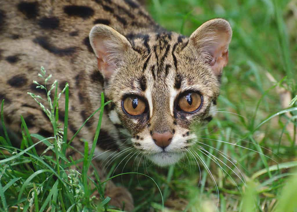 Threats on the Asian leopard cats | catplanning.com